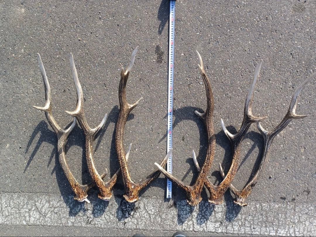 エゾシカの角 11対