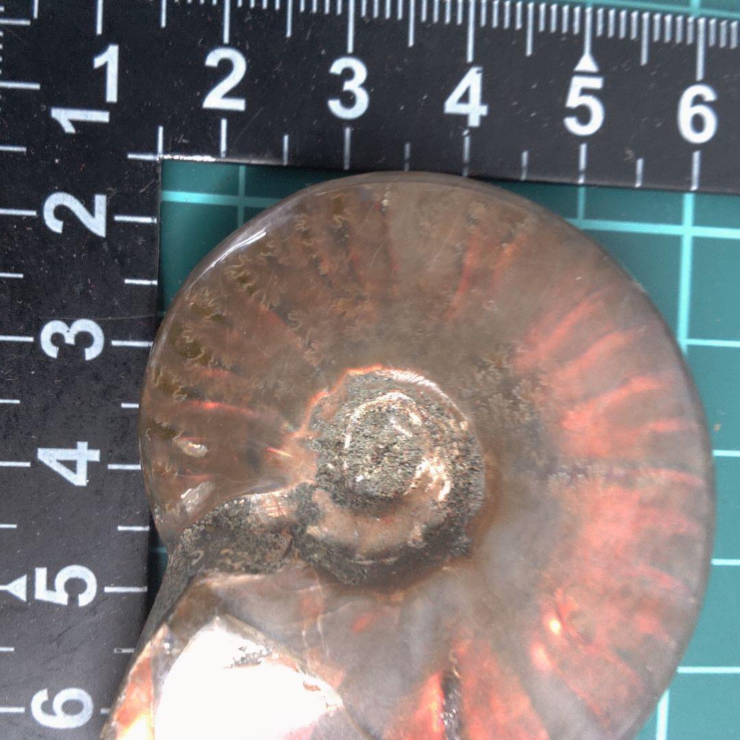 小物１ アンモナイト化石 赤褐色