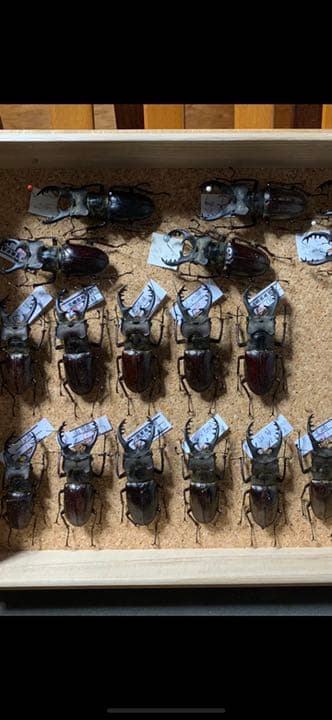 昆虫標本　二箱セット