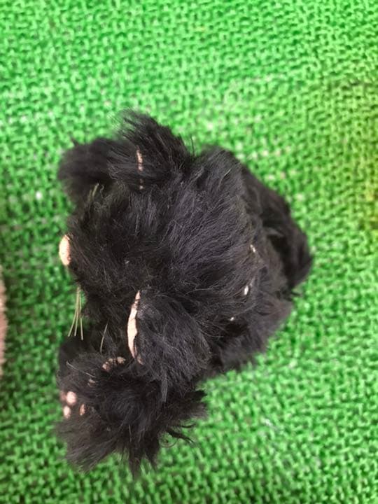 国内作家様の可愛い黒猫ゃんテディ5ジョイント　アンティーク品