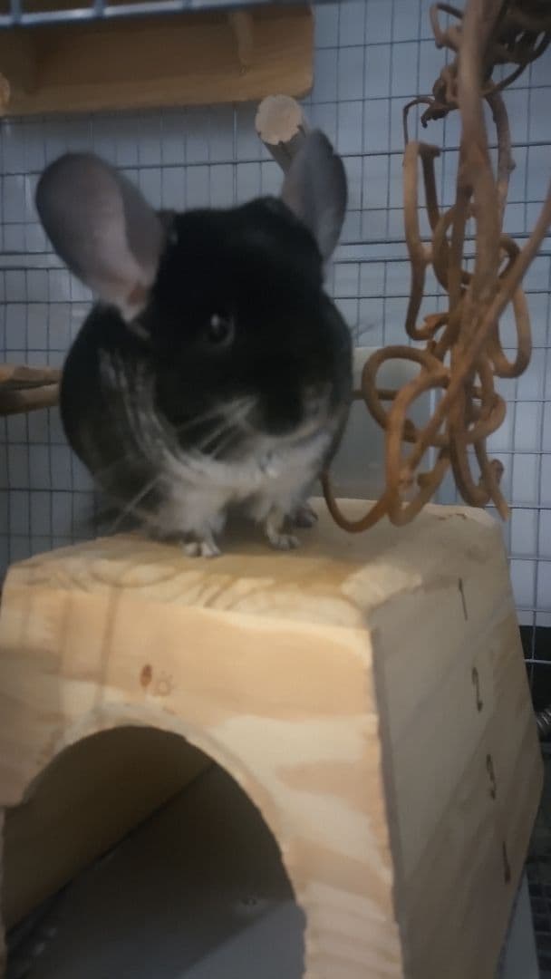 木製隠れ家型ケージ かじり木付き