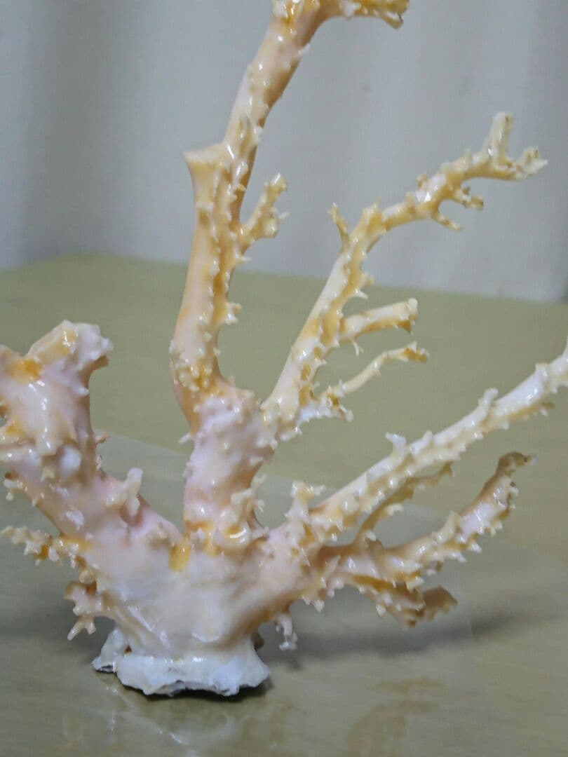シルキー珊瑚(本物)
