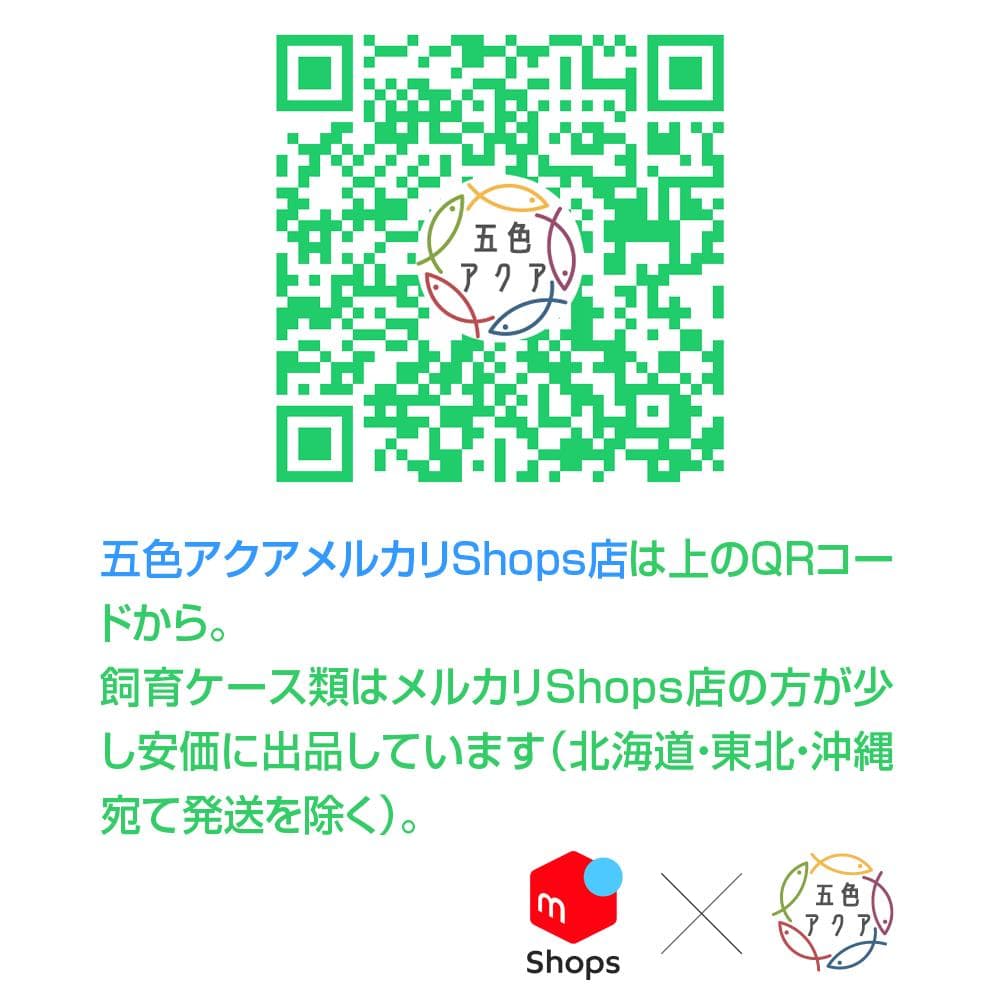 メダカ飼育ケース 60㍑x3個 トロ舟 オーバーフロー加工済 金魚飼育容器 越冬