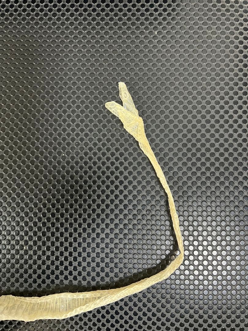 白ヘビの脱皮した皮