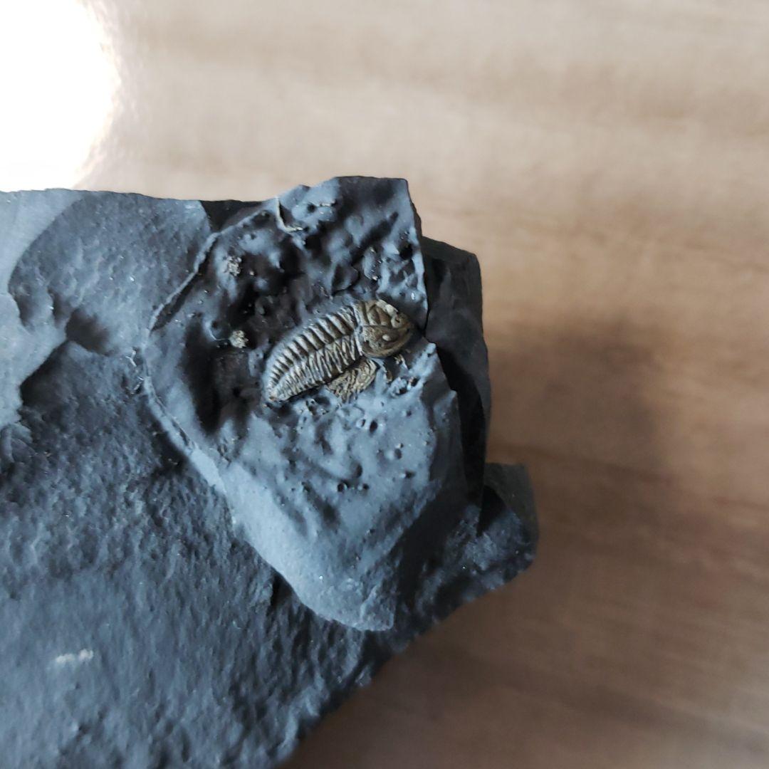 三葉虫　極上個体　足多数保存のトリアルトルス