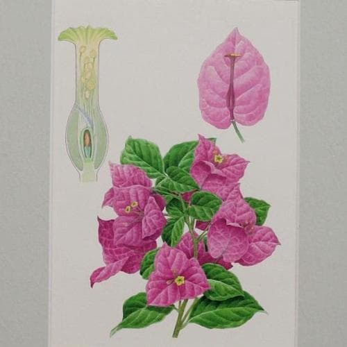 【絵画】ボタニカルアート「ブーゲンビレア」　原画