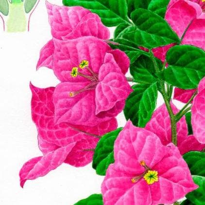 【絵画】ボタニカルアート「ブーゲンビレア」　原画