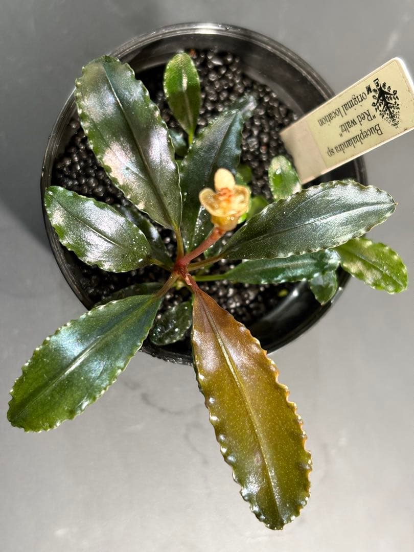 Bucephalandra sp.Red walts ブセファランドラ