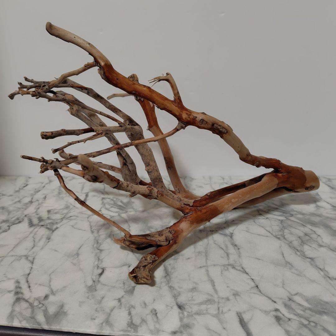 アク抜き済み流木【871】セール