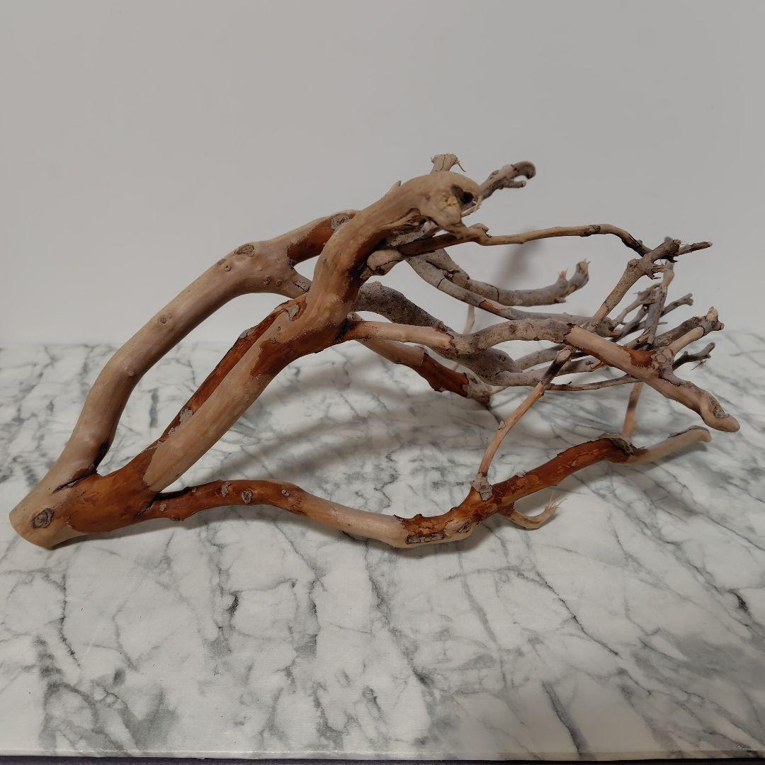 アク抜き済み流木【871】セール