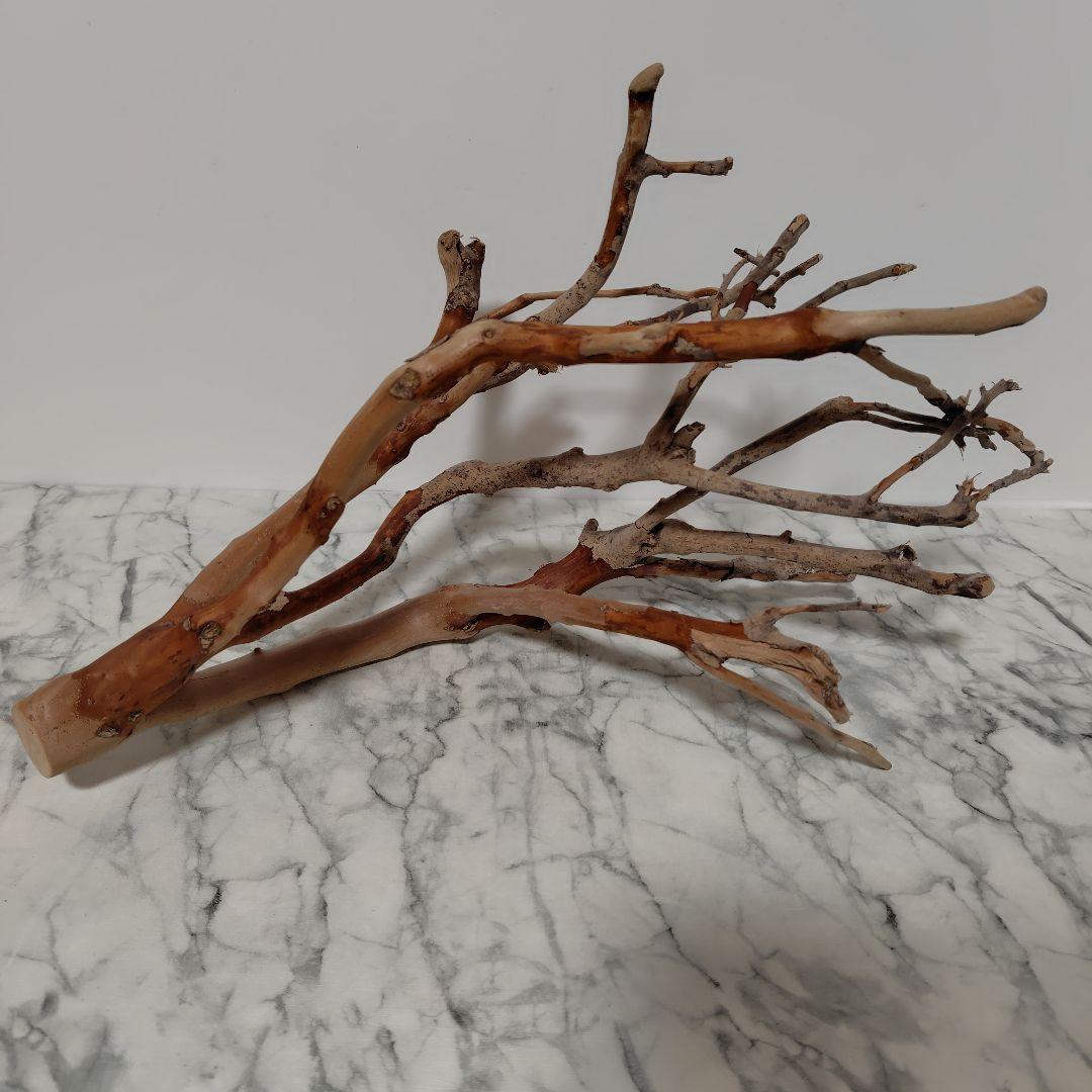 アク抜き済み流木【871】セール