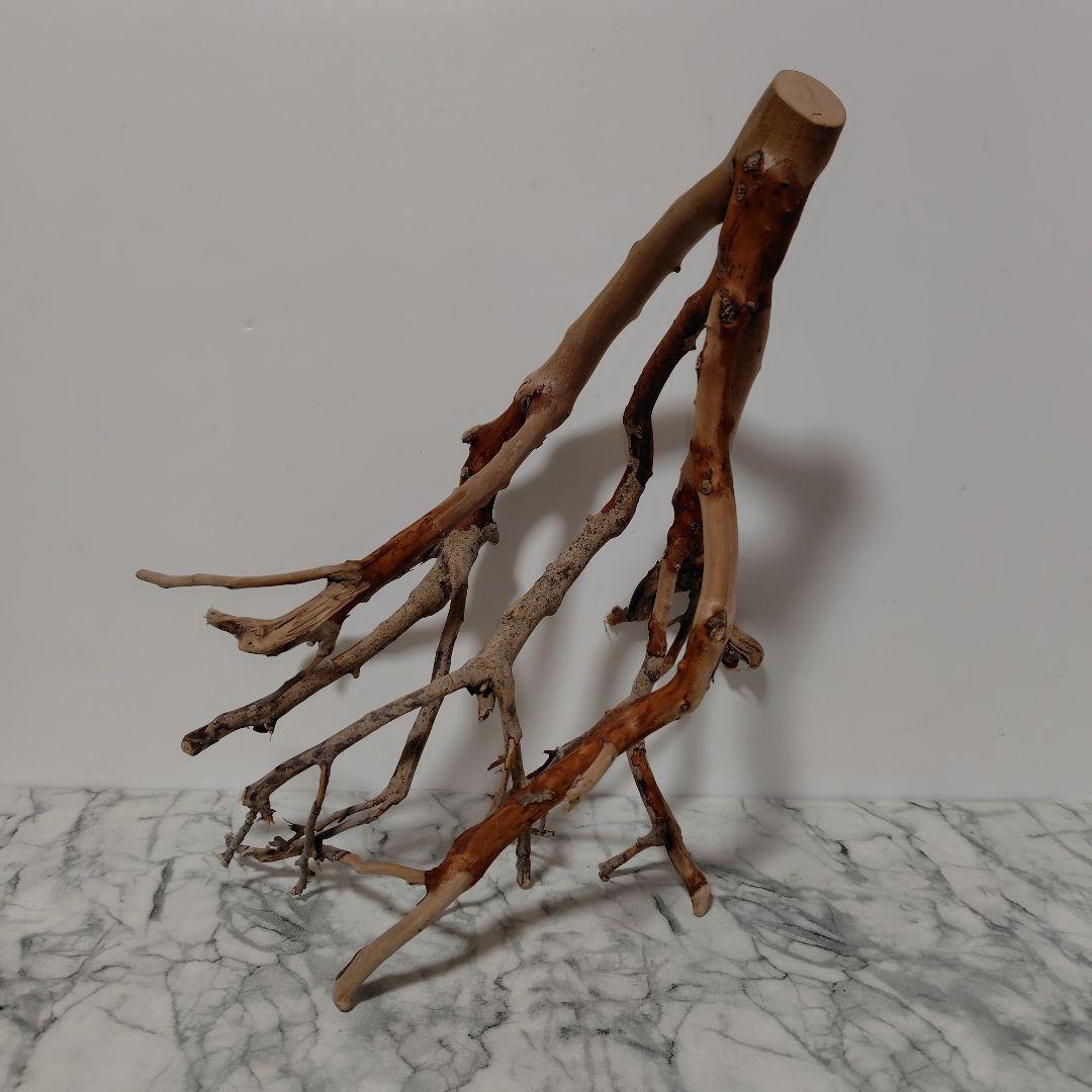 アク抜き済み流木【871】セール