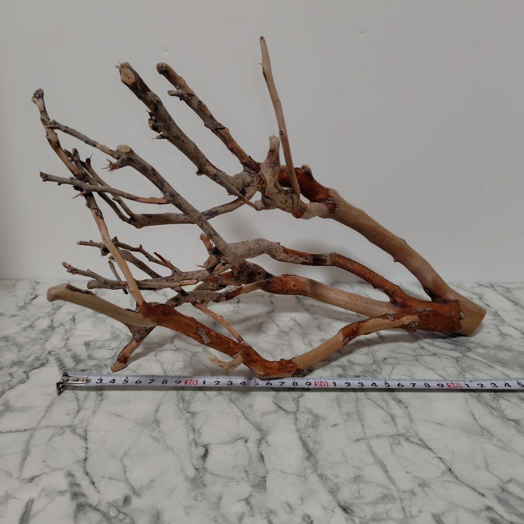 アク抜き済み流木【871】セール