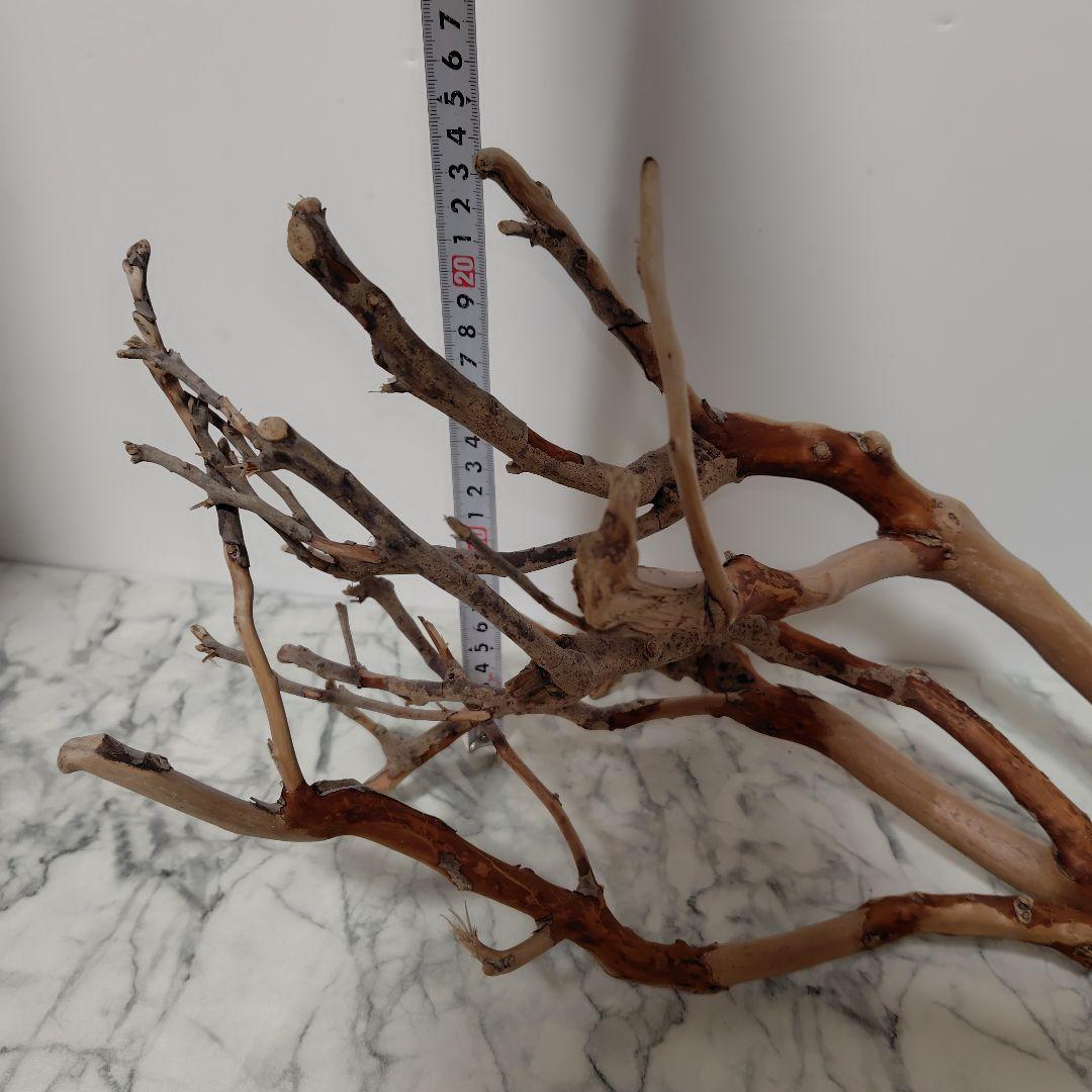 アク抜き済み流木【871】セール