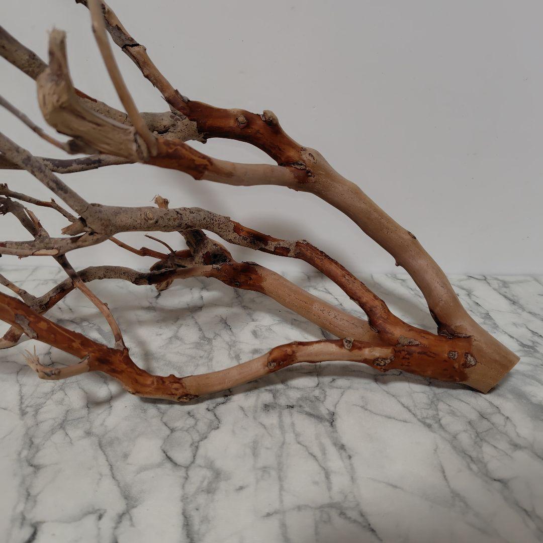 アク抜き済み流木【871】セール