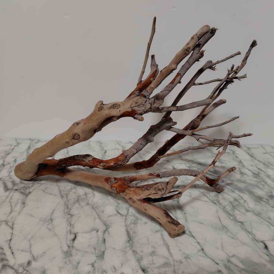 アク抜き済み流木【871】セール