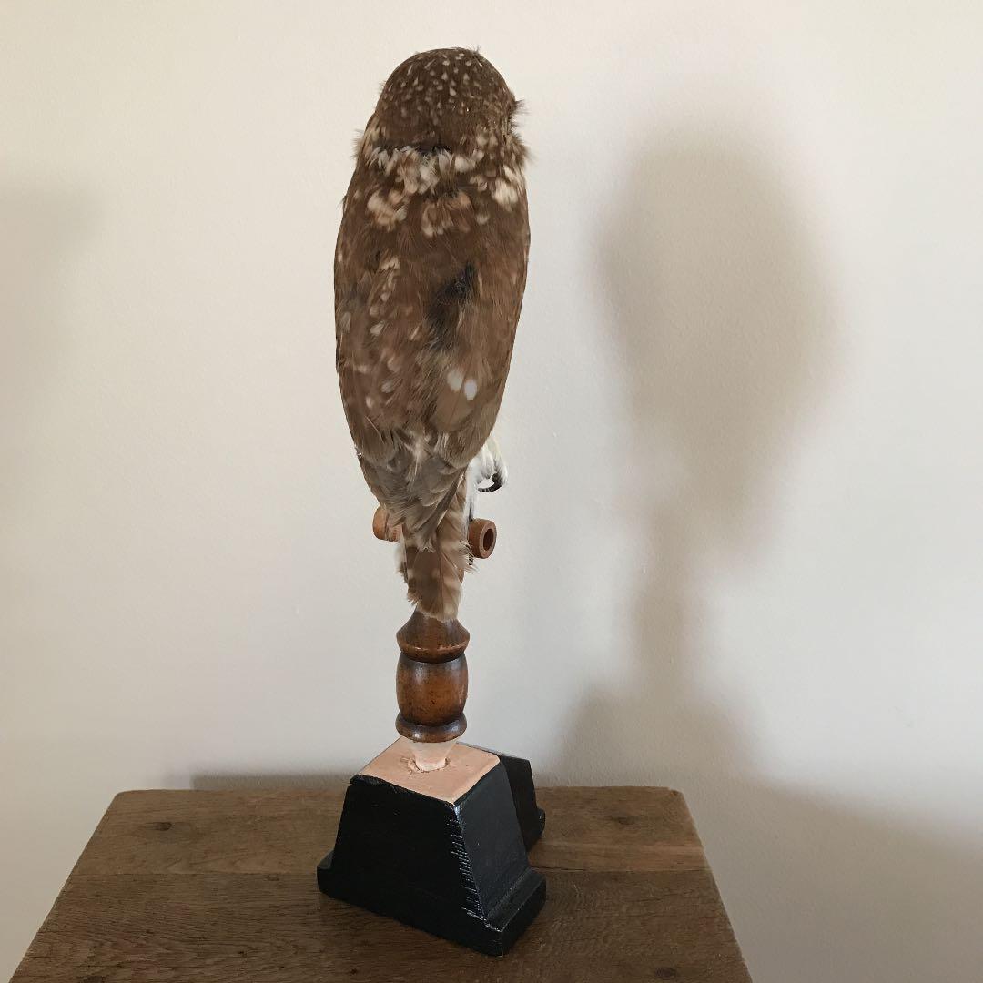 ビンテージ 鳥　オブジェ　レトロ　理科室　書斎　cabinet