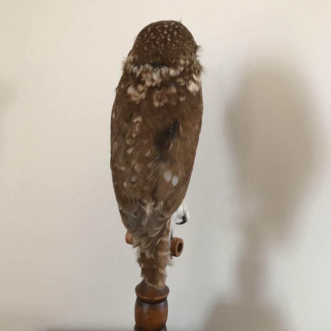 ビンテージ 鳥　オブジェ　レトロ　理科室　書斎　cabinet