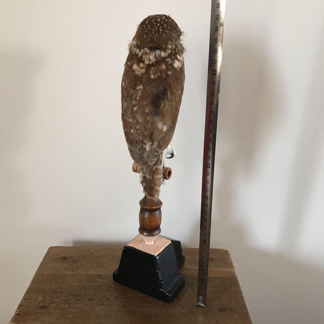 ビンテージ 鳥　オブジェ　レトロ　理科室　書斎　cabinet