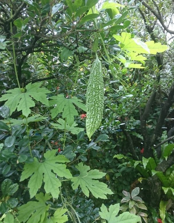 【壹岐幸二】 渡名喜瓶 徳利