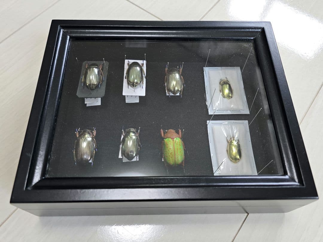 プラチナコガネ８頭ドイツ箱セット