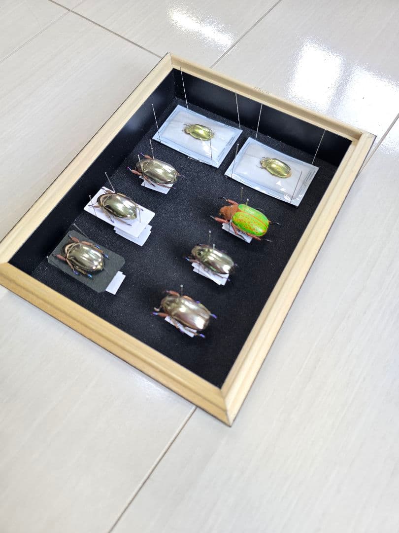 プラチナコガネ８頭ドイツ箱セット