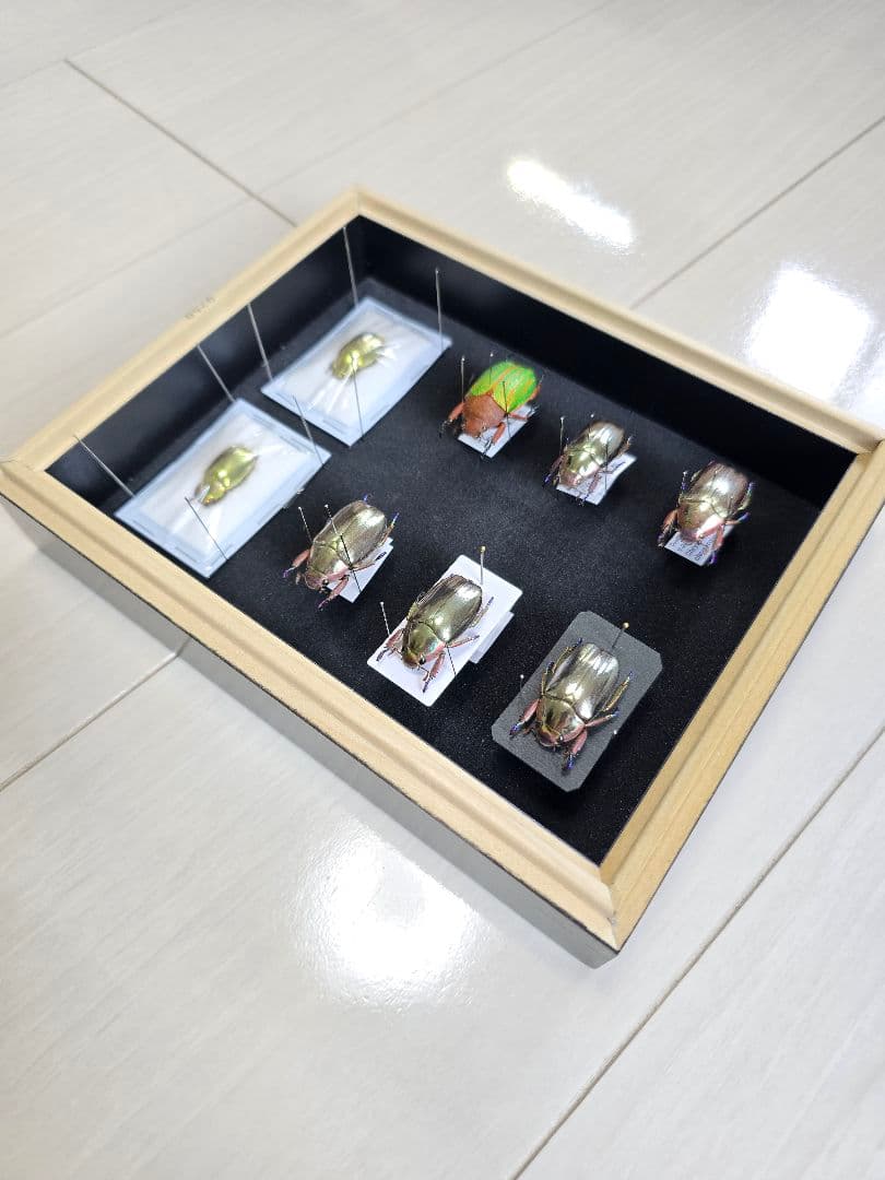 プラチナコガネ８頭ドイツ箱セット