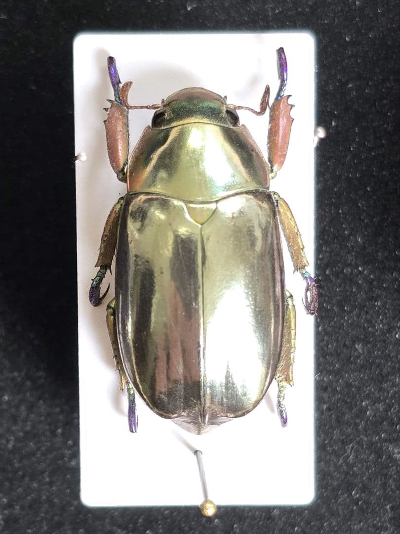 プラチナコガネ８頭ドイツ箱セット