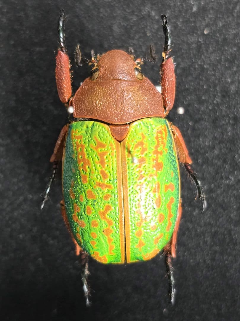 プラチナコガネ８頭ドイツ箱セット