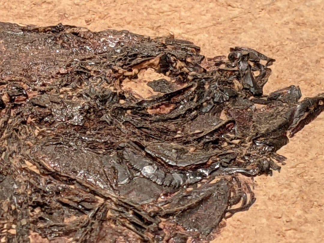 化石魚プリスカカラ　壁掛額入り