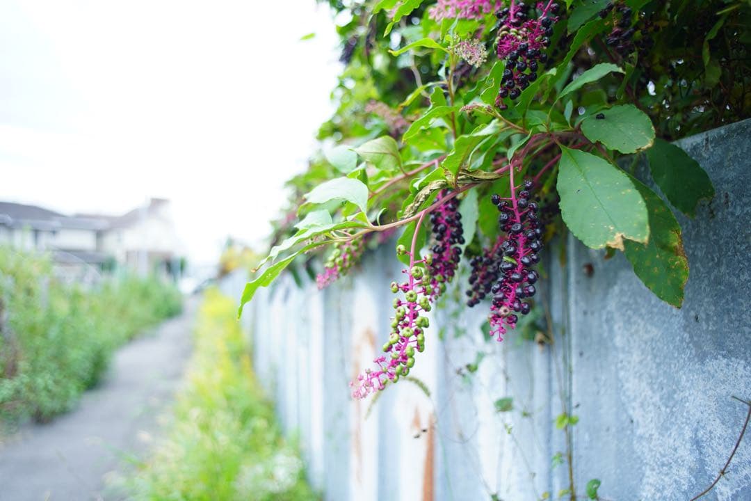 【動作確認済み】広角レンズ Canon FD 28mm f2.8 S.C.