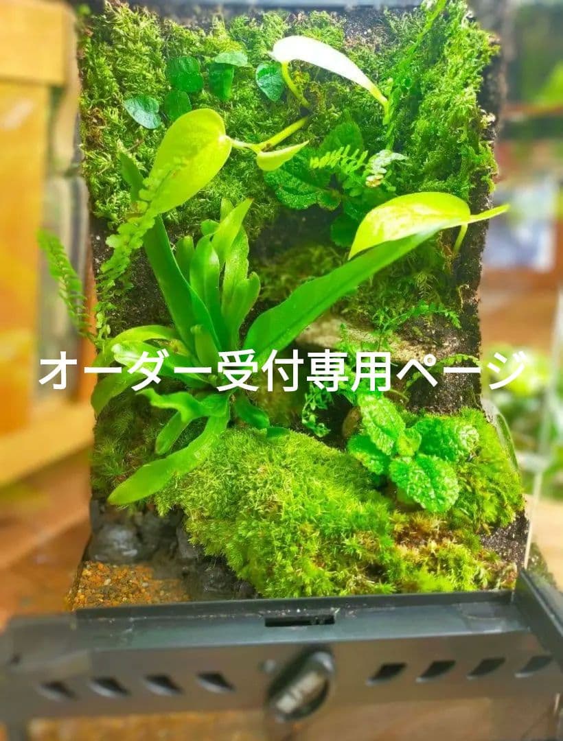 隠れ家付き、苔テラリウム飼育ケージ、グラステラリウムナノ