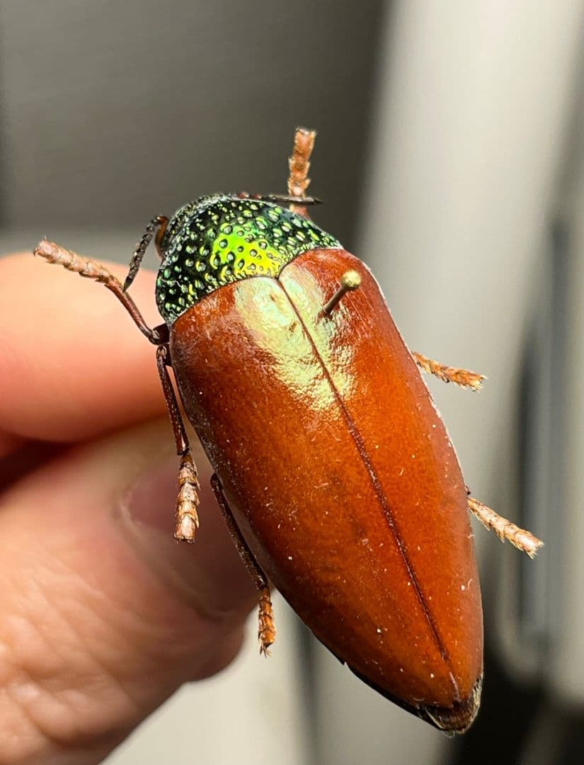 【年代物】チャイロフトタマムシ フトタマムシ スハンダエ プラチナコガネ 標本