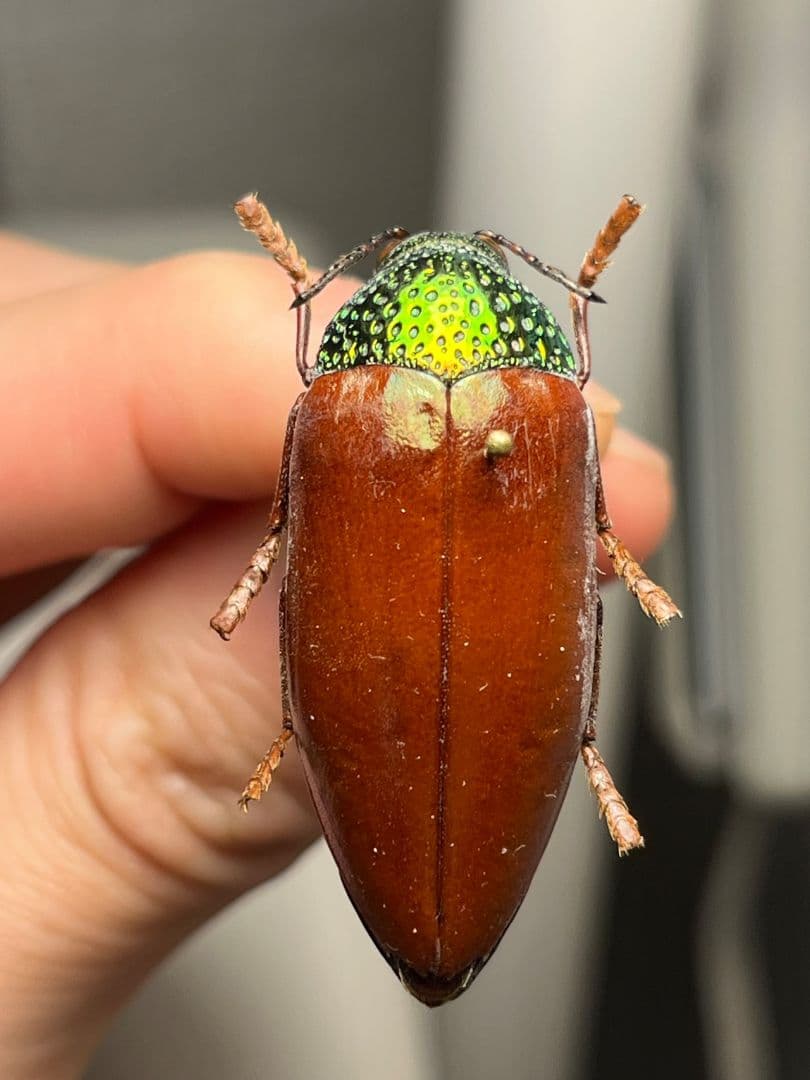 【年代物】チャイロフトタマムシ フトタマムシ スハンダエ プラチナコガネ 標本