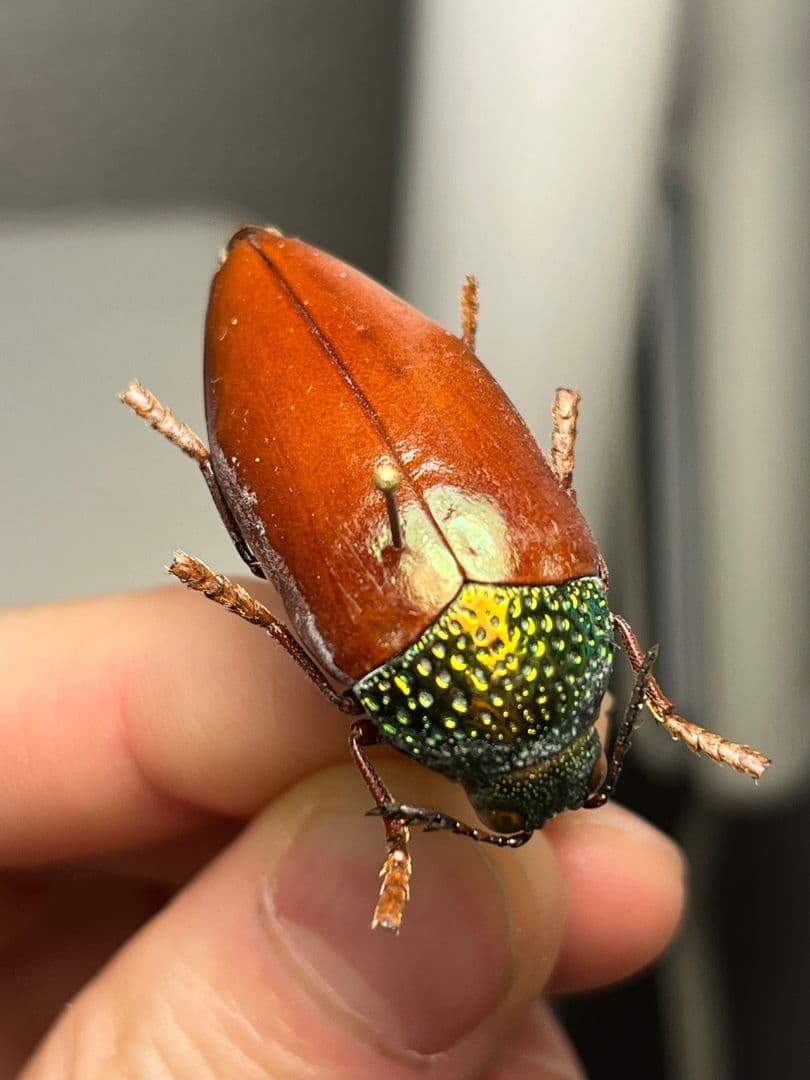 【年代物】チャイロフトタマムシ フトタマムシ スハンダエ プラチナコガネ 標本