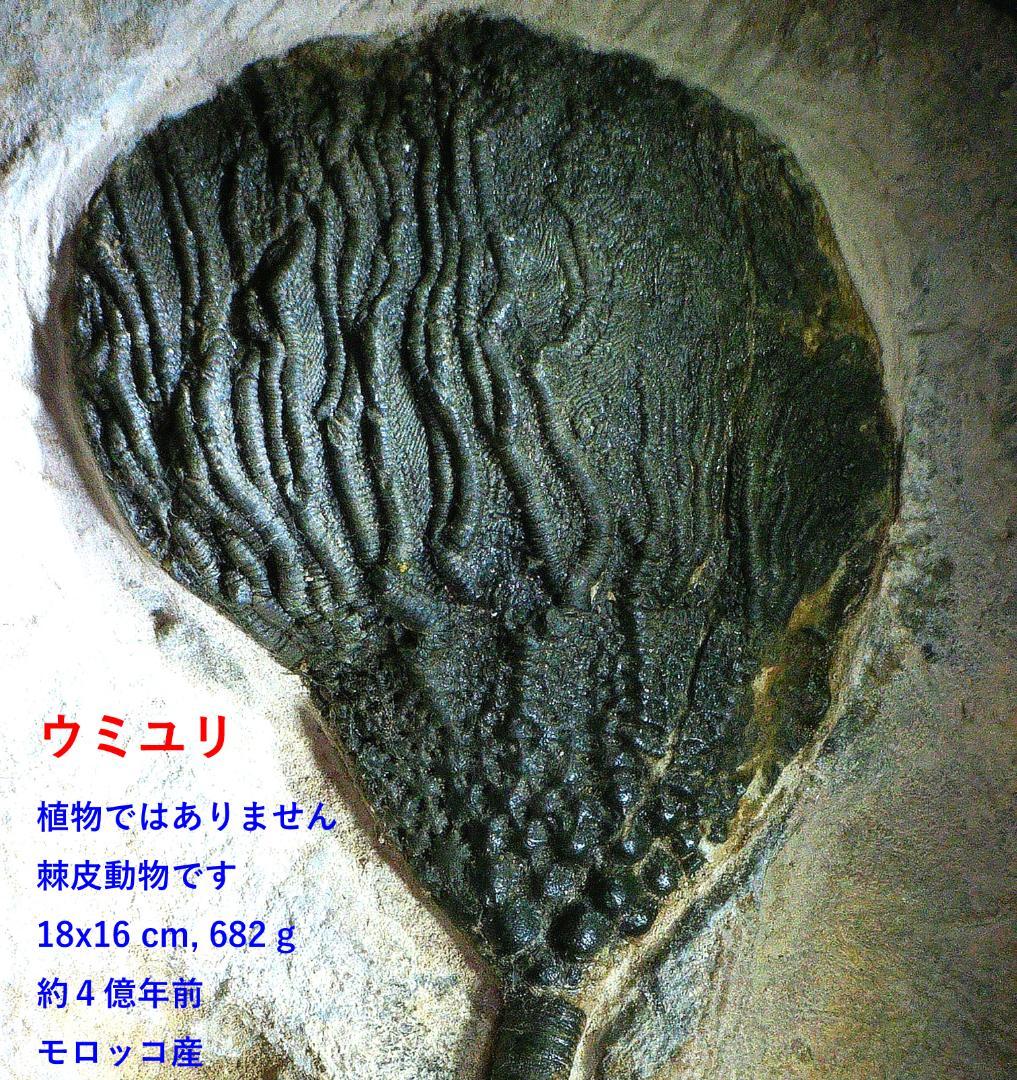 ウミユリ 化石 棘皮動物 重さ682 g 大きさ 約18x16 cm モロッコ産
