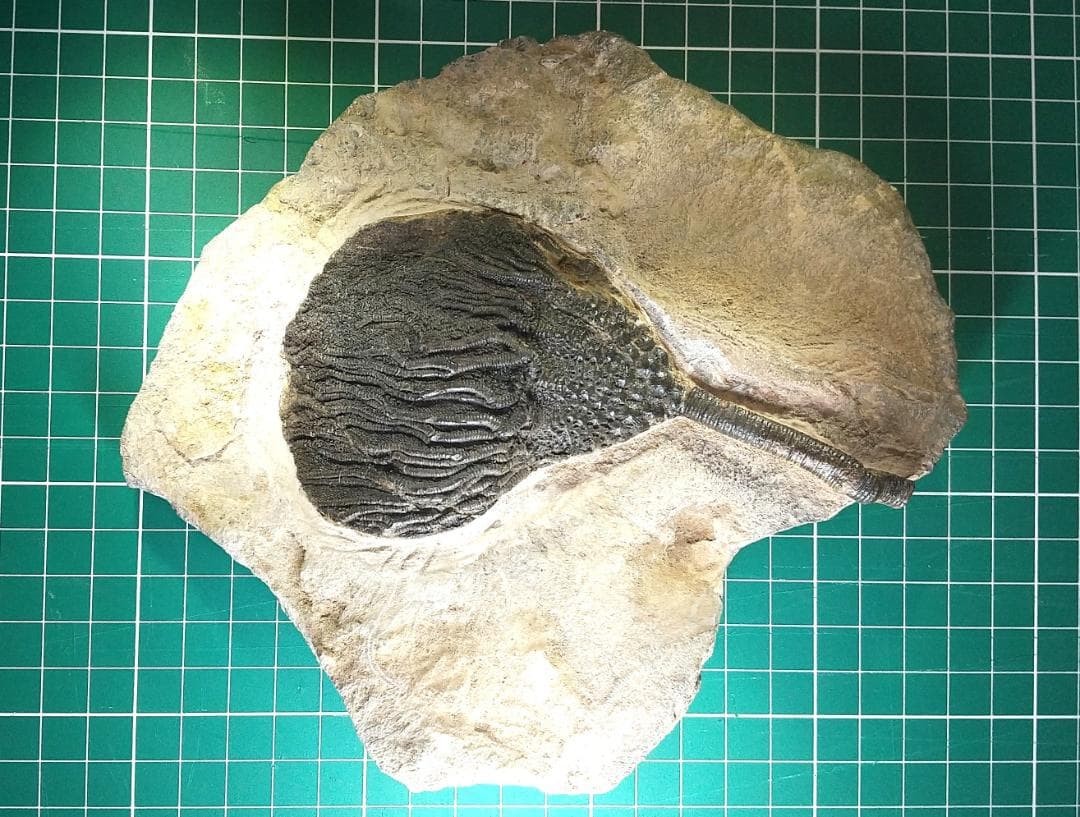 ウミユリ 化石 棘皮動物 重さ682 g 大きさ 約18x16 cm モロッコ産