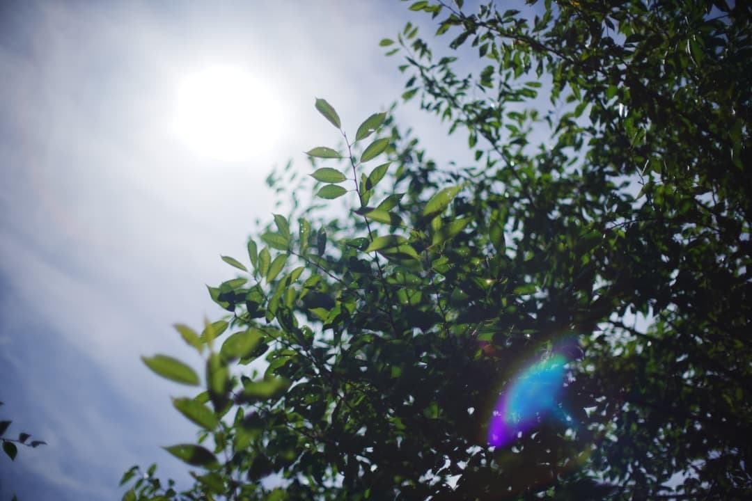 【極美品】Nikon Ai-s Nikkor 50mm F1.2 325