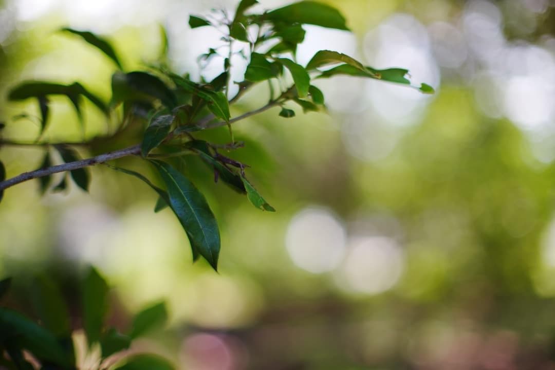 【極美品】Nikon Ai-s Nikkor 50mm F1.2 325