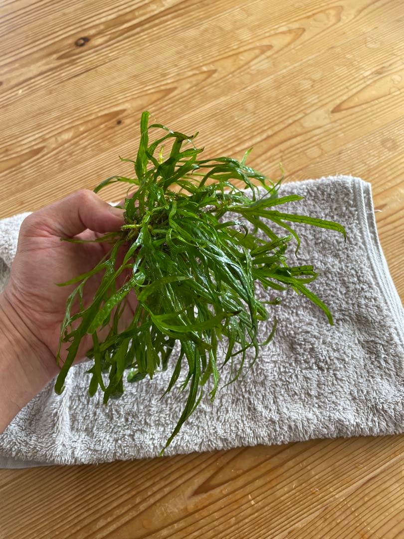 ボルビディスヒュディロティ　ミクロソリウムトライデント　ミクロソリウムナロー