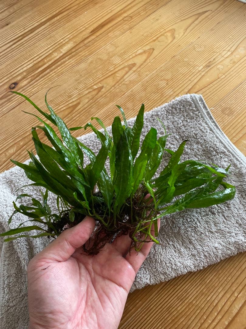 ボルビディスヒュディロティ　ミクロソリウムトライデント　ミクロソリウムナロー