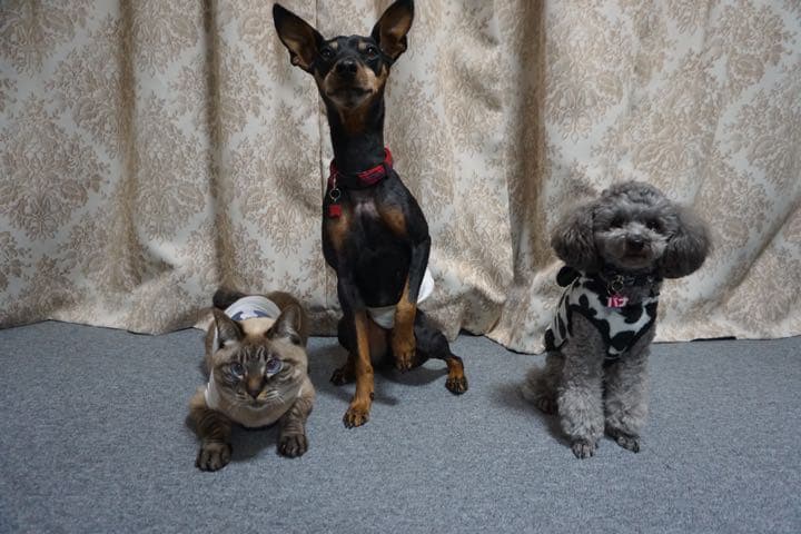 愛犬サンプル写真