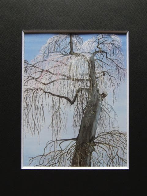 山本豊子、【清雲寺　枝垂エドヒガンザクラ】、希少な額装用画集より