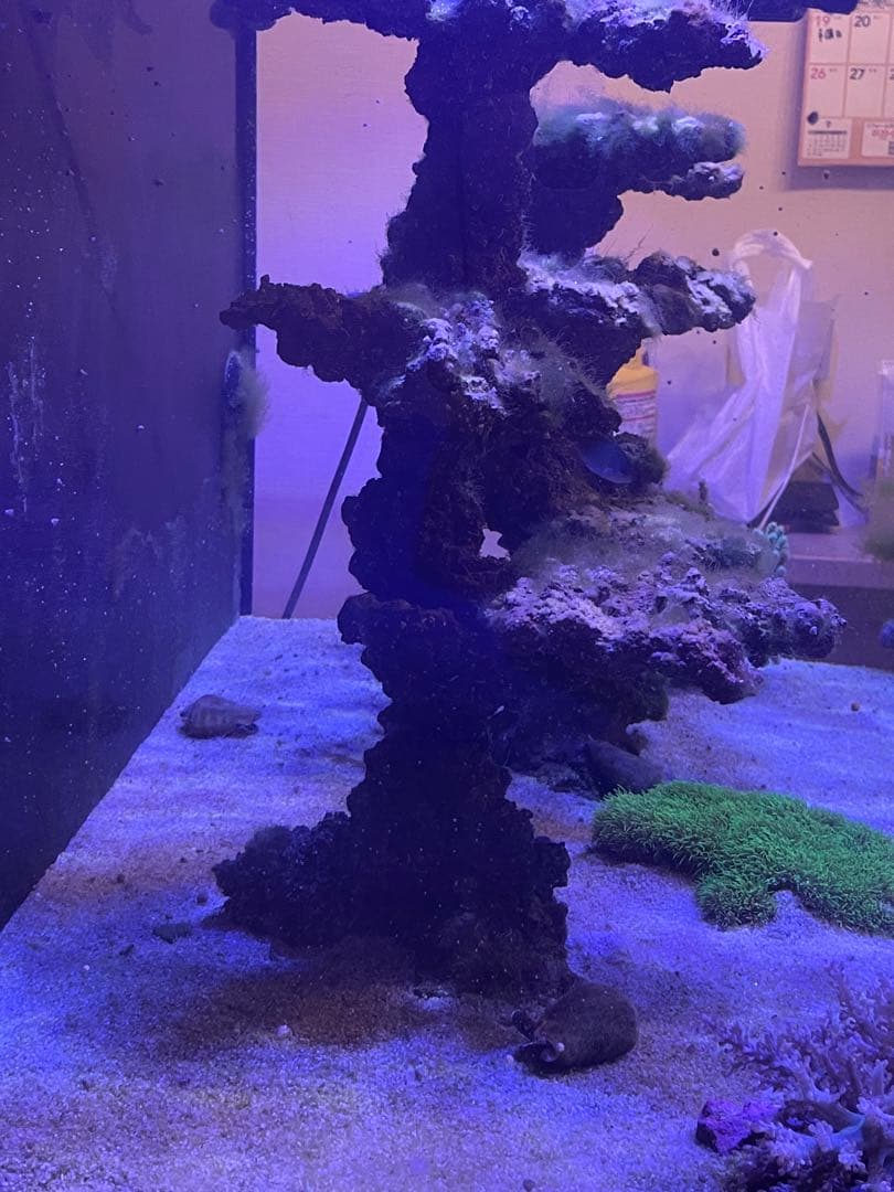 人工ライブロック 2点セット‼️　盆栽型