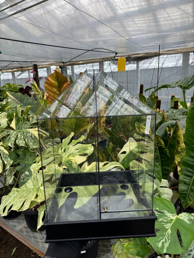 手作りガラス温室風テラリウムケース