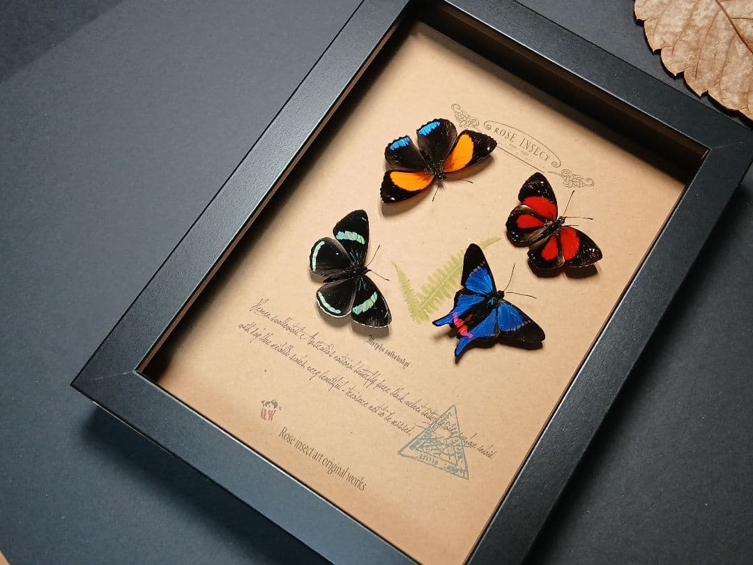 アマゾン原生熱帯雨林の昆虫標本アート ｜一点物・ハンドメイド・オリジナル作品