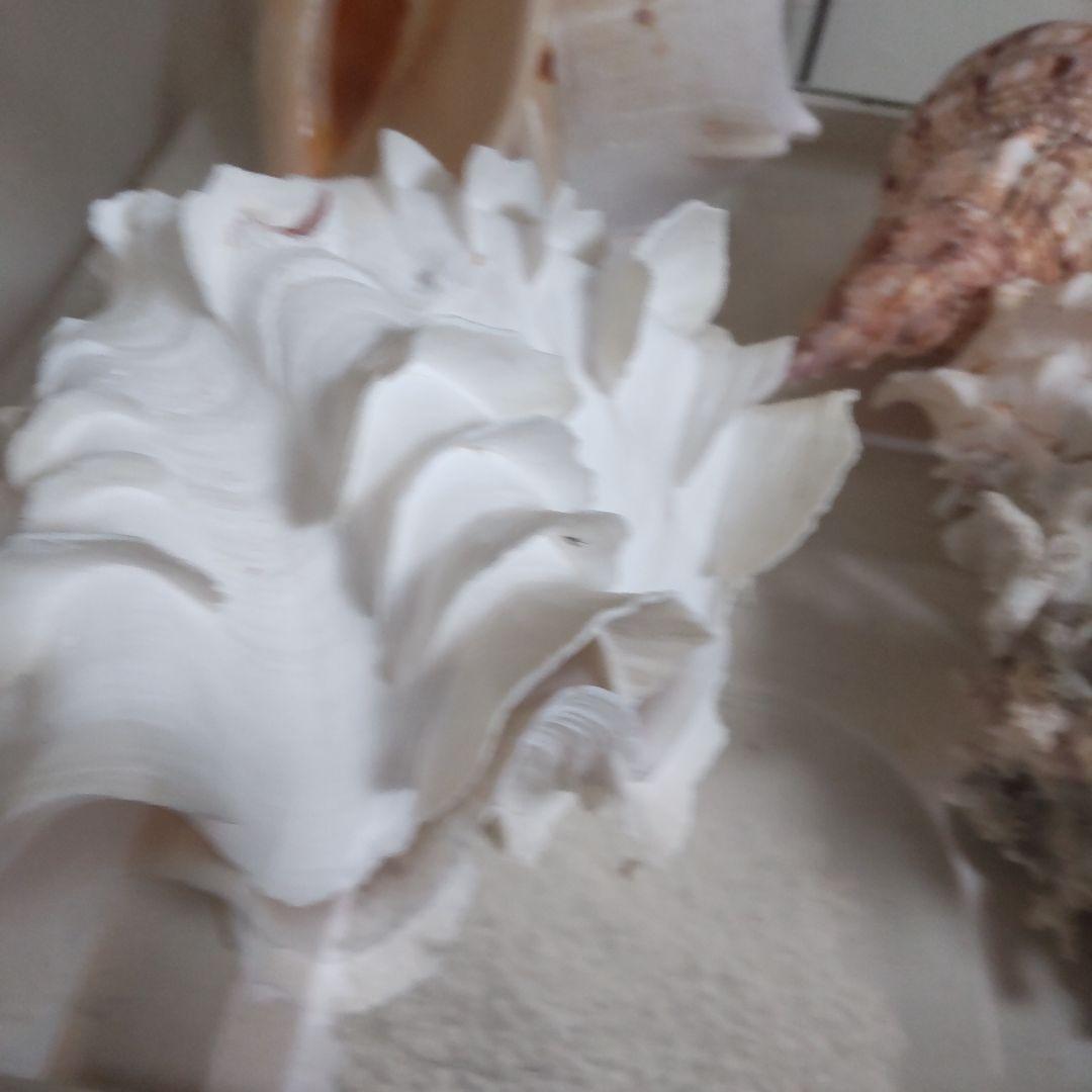 ほら貝 ピンクガイ サンゴセット