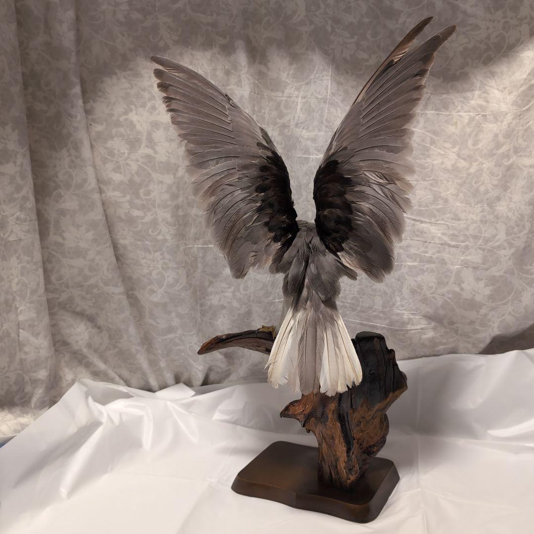 カタグロトビ 鷹 剥製