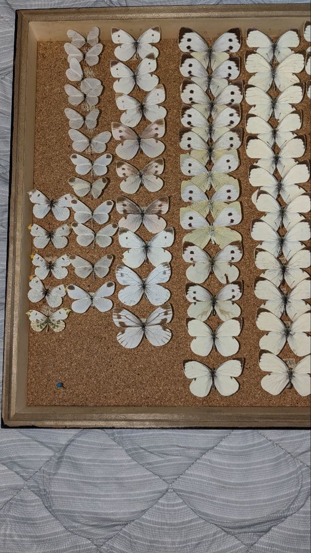 北海道産　シロチョウ科　セット