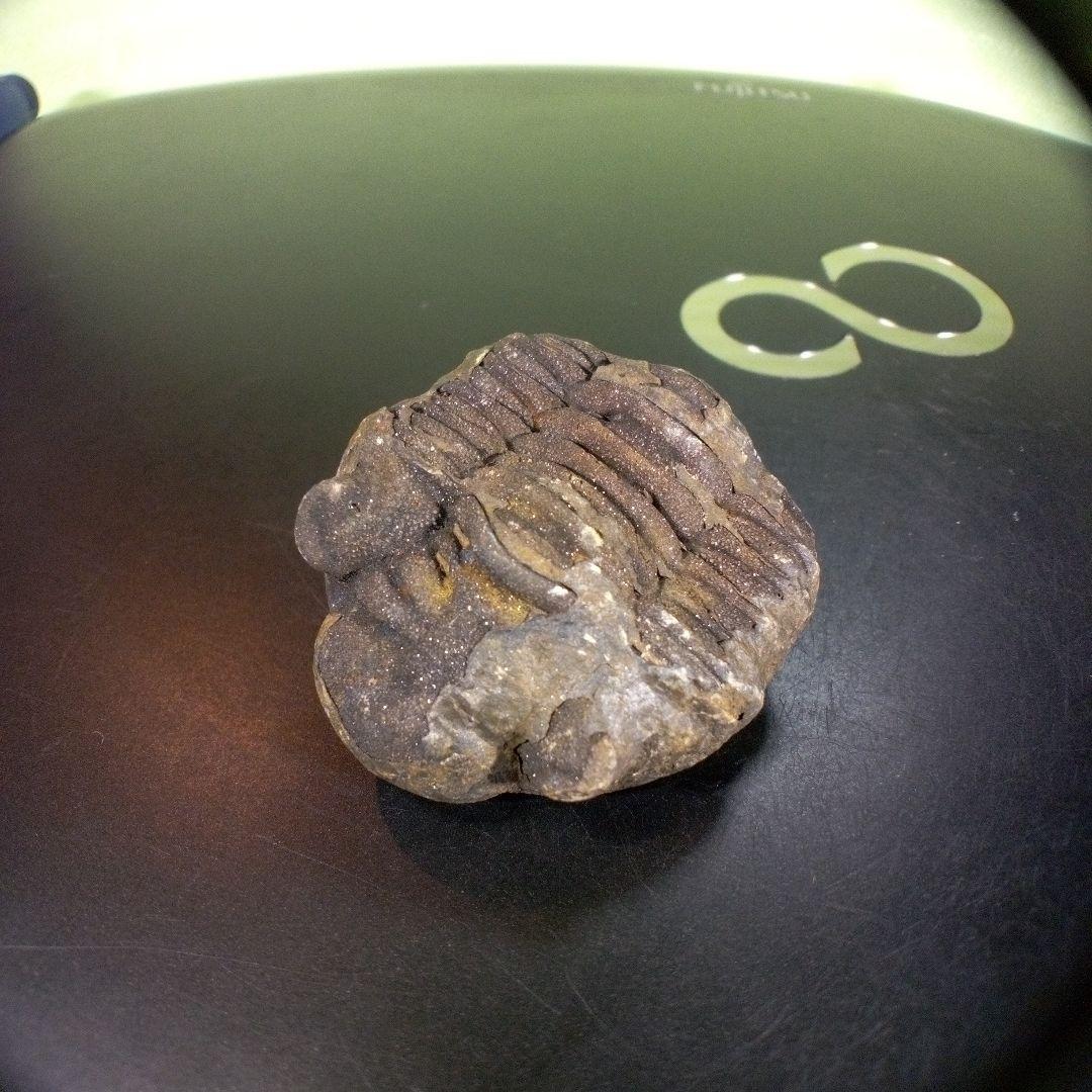 三葉虫　化石　ボリビア産　南アメリカ　trilobite　南米産fossil⑤